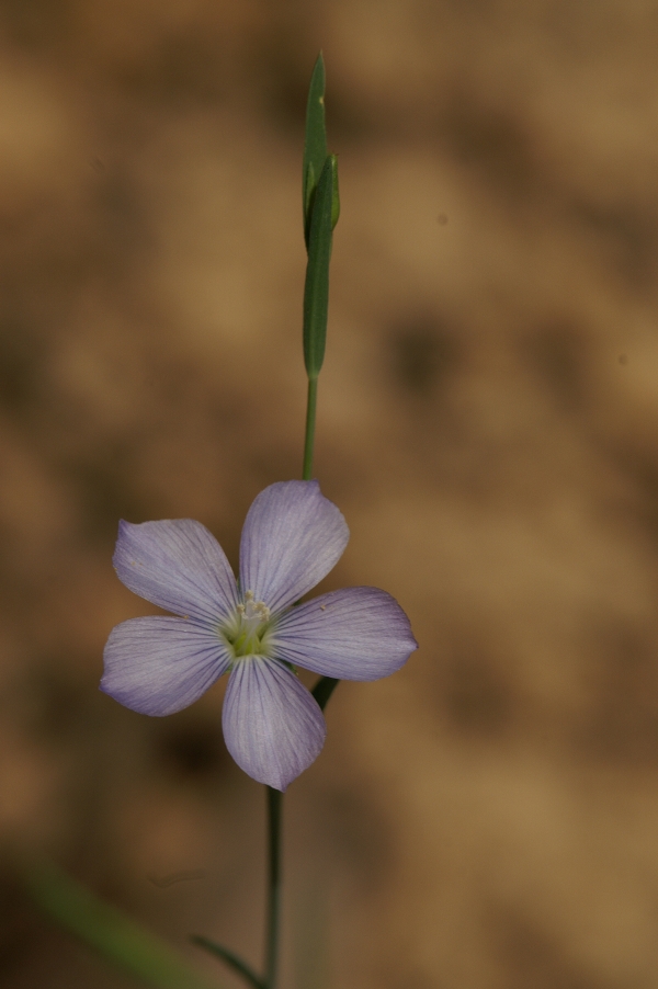 Linum marginale